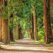Avenue arbres
