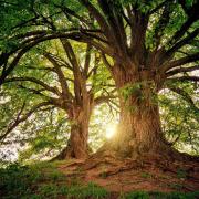 Arbre